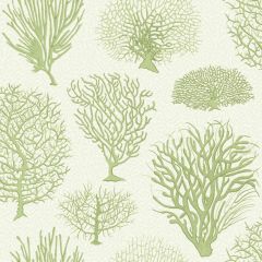 Cole and Son Seafern Soft Green 1072008 Curio Collection Wall Covering