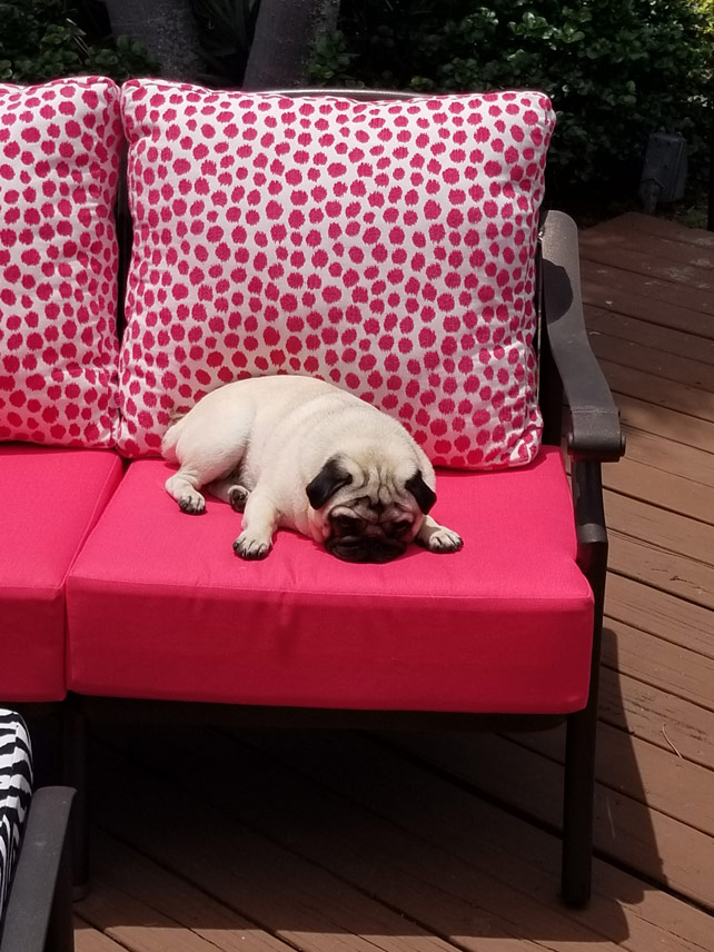 dog resting on custom sunbrella cushion